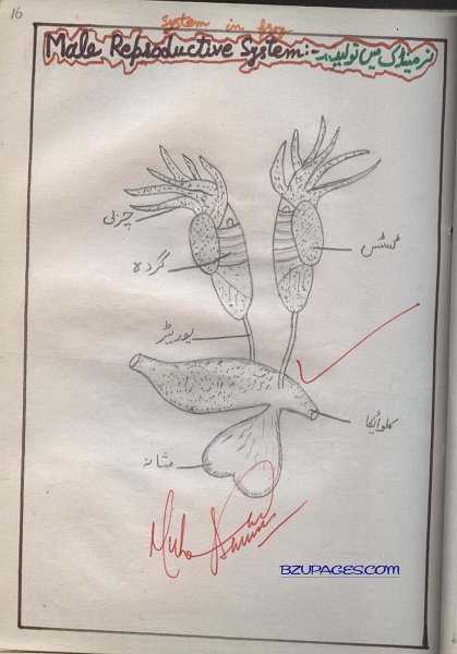 16 Male Reproductive System in Frog (Nur Toleedi Nizam).jpg